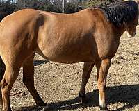 quarter-horse-for-sale