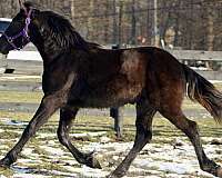 all-around-friesian-horse