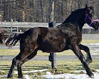 breeding-friesian-horse