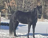 white-patch-on-foreheadblack-roan-horse