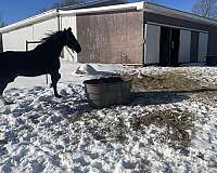 black-white-patch-on-foreheadblack-roan-horse