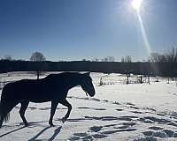 white-patch-on-foreheadblack-roan