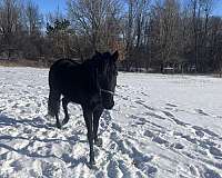 all-around-trail-riding-tennessee-walking-horse