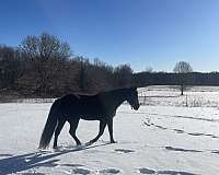 black-tennessee-walking-gelding