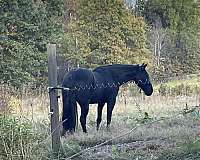 black-roan-tennessee-walking-horse