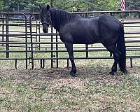free-horse-ads-tennessee-walking