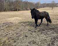 clips-tennessee-walking-horse