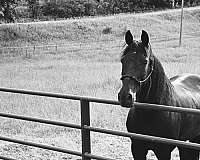 best-tennessee-walking-horse
