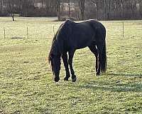 ears-tennessee-walking-horse