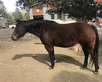 bay-quarter-horse-mare