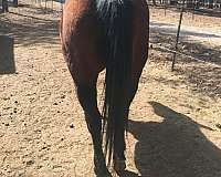 14-hand-quarter-horse-mare