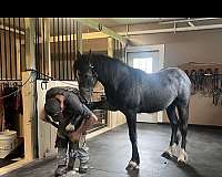 grey-star-snip-4-white-socks-horse