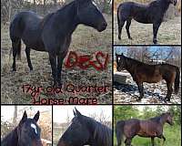 quarter-horse-for-sale