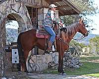 calf-roping-quarter-pony