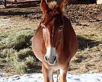 gelding-mule