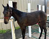 12-hand-standardbred-colt