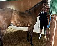 12-hand-standardbred-horse