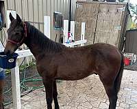 bay-standardbred-colt