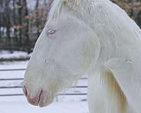 pleasure-driving-lusitano-horse