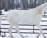 beautiful-lusitano-horse