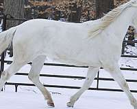 beauty-lusitano-horse