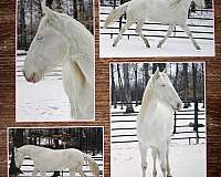 beautiful-lusitano-horse