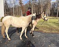 beauty-lusitano-horse