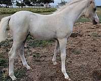 herd-welsh-pony