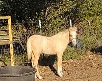 keeper-welsh-pony