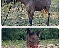 bay-roan-kmsha-horse