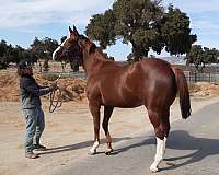 irish-draught-horse-for-sale