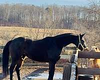 breeding-sport-broodmare