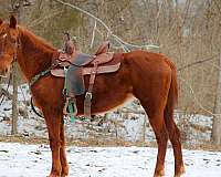 working-cattl-kentucky-mountain-horse