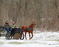 all-around-kentucky-mountain-horse