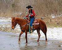 drill-team-kentucky-mountain-horse