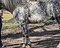 dapple-grey-horse-andalusian