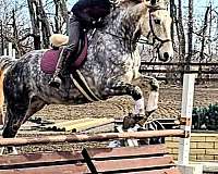 sport-horses-andalusian