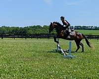 athletic-thoroughbred-horse