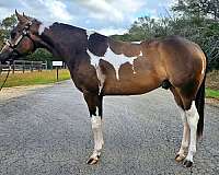 tobiano-horse