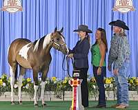 buckskin-tobiano-horse