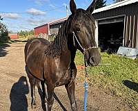 friesian-saddlebred-colt