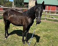 friesian-colt