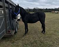 friesian-horse-for-sale