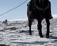 bay-roan-team-roping-pony