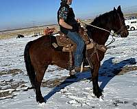 bay-roan-heading-pony