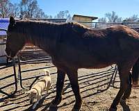 kid-safe-kentucky-mountain-horse