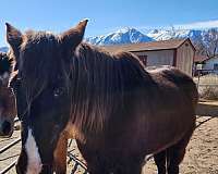 pleasure-driving-kentucky-mountain-horse