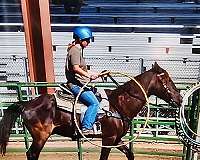 trail-kentucky-mountain-horse