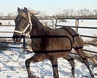 rocky-mountain-horse-for-sale