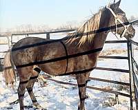 rocky-mountain-horse